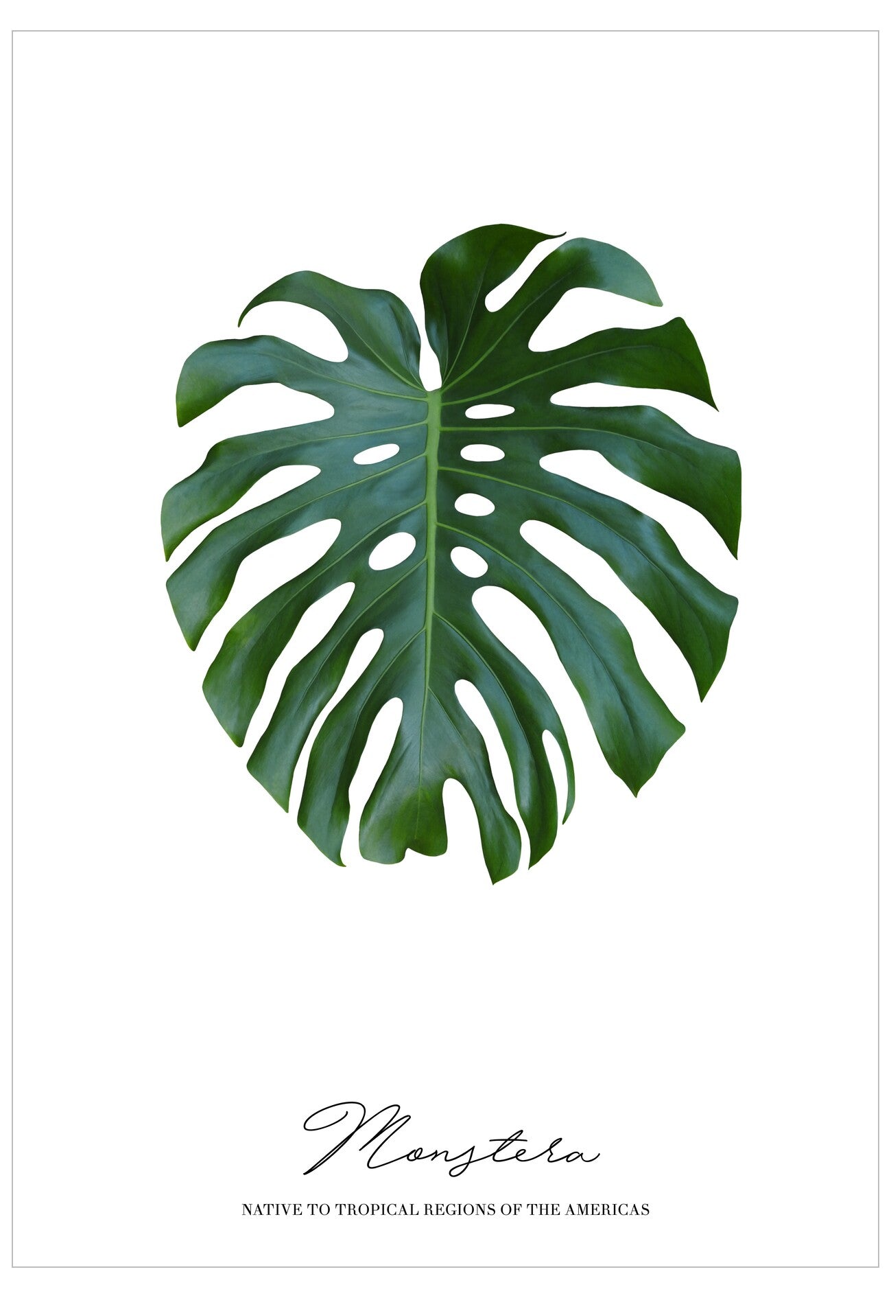 Monstera Poster