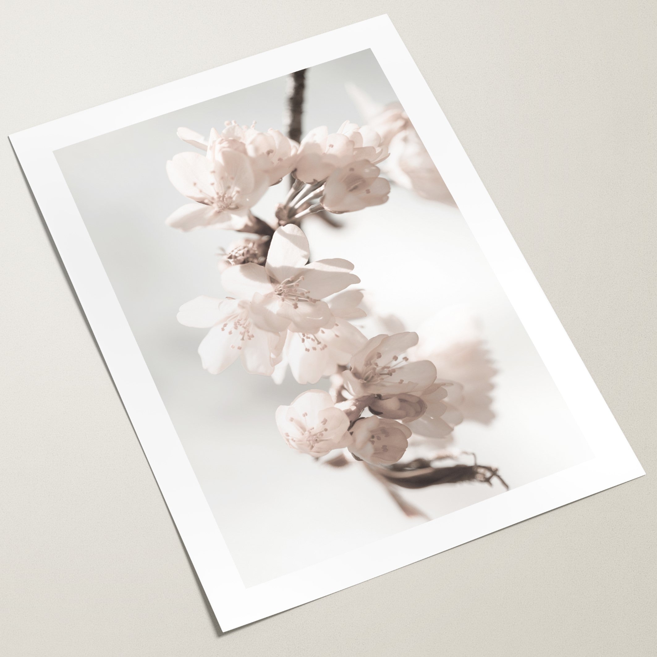 cherry blossoms poster