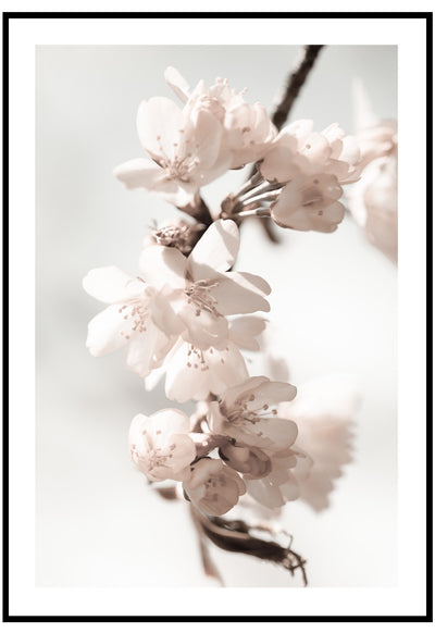 cherry blossoms poster