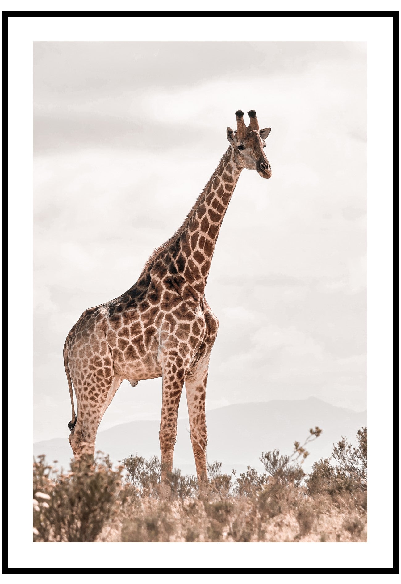 Giraffe In The Wild Wall Art