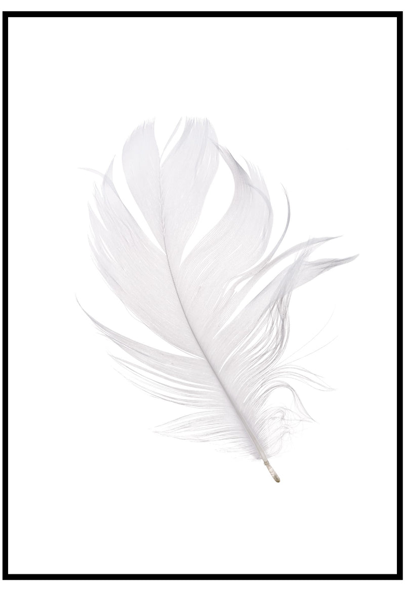 White Feather Wall Art