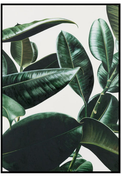rubber plant wall art
