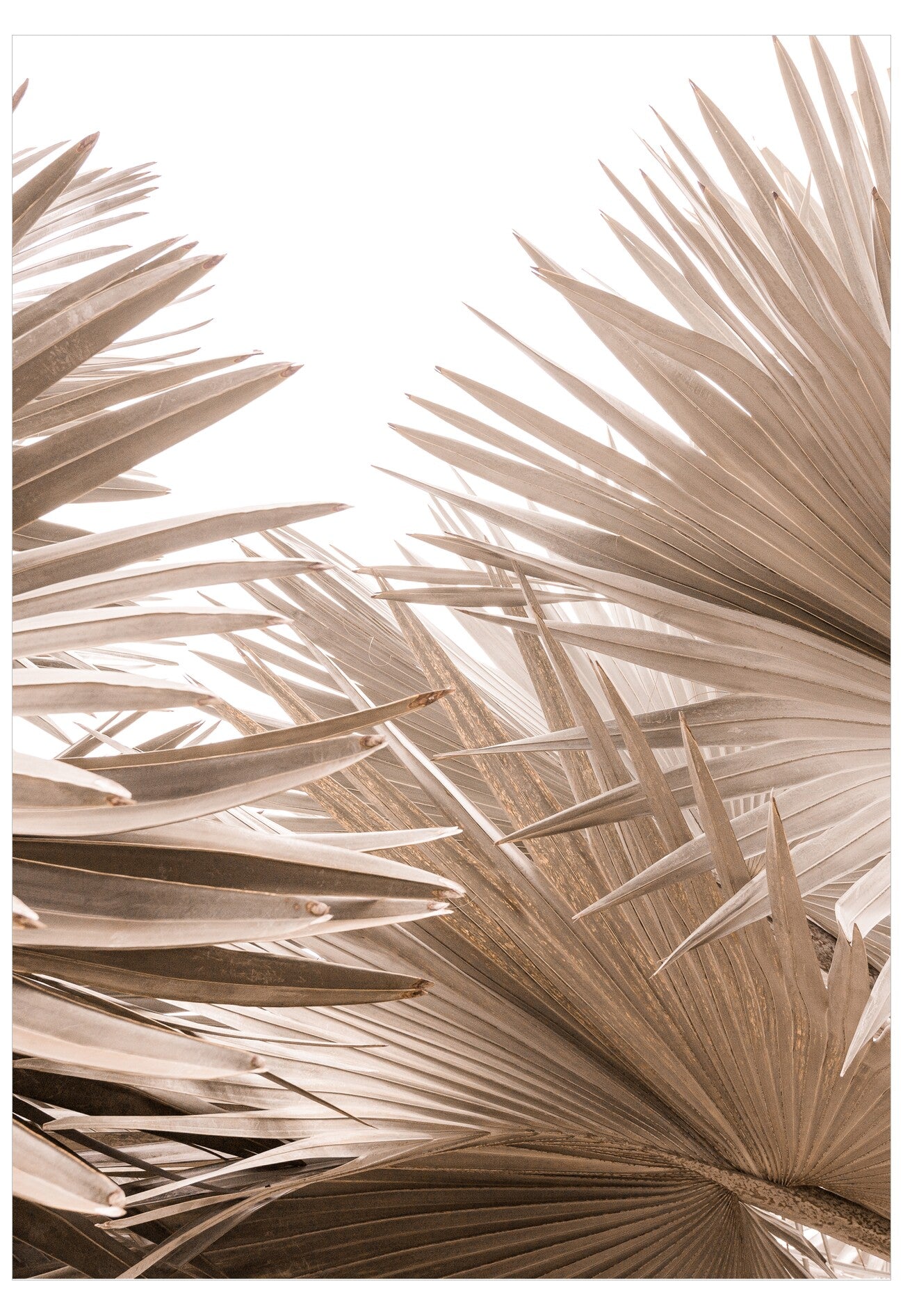 Close-up of dried palm leaves on a light background