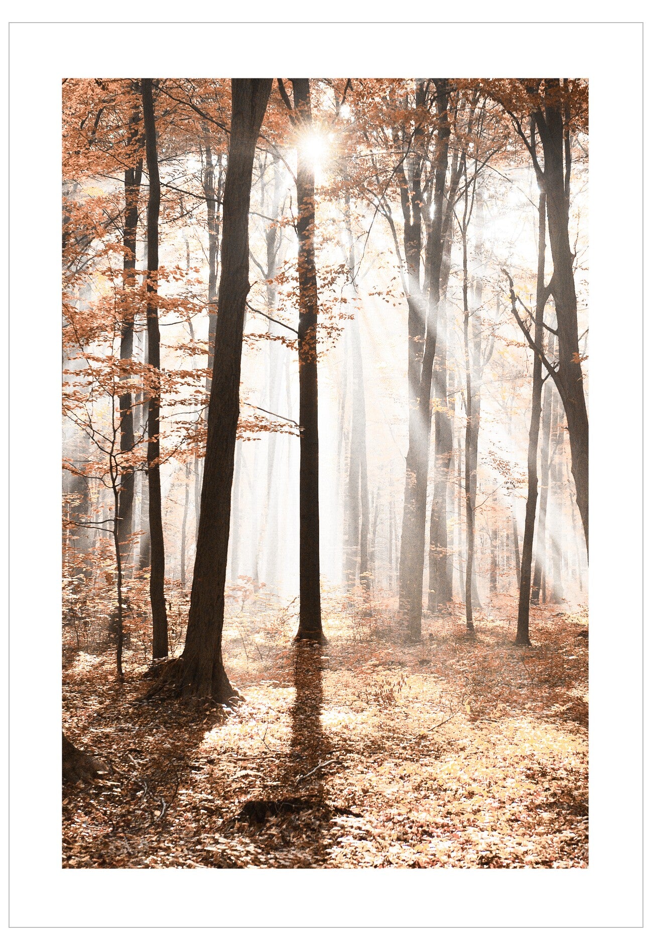 Sunlight filtering through trees in a forest with autumn foliage
