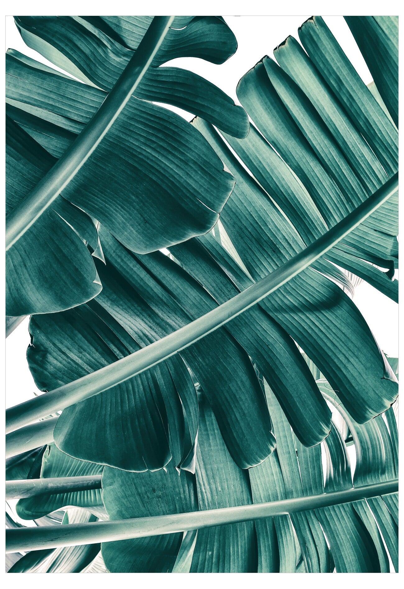 Close-up of green banana leaves with a white background
