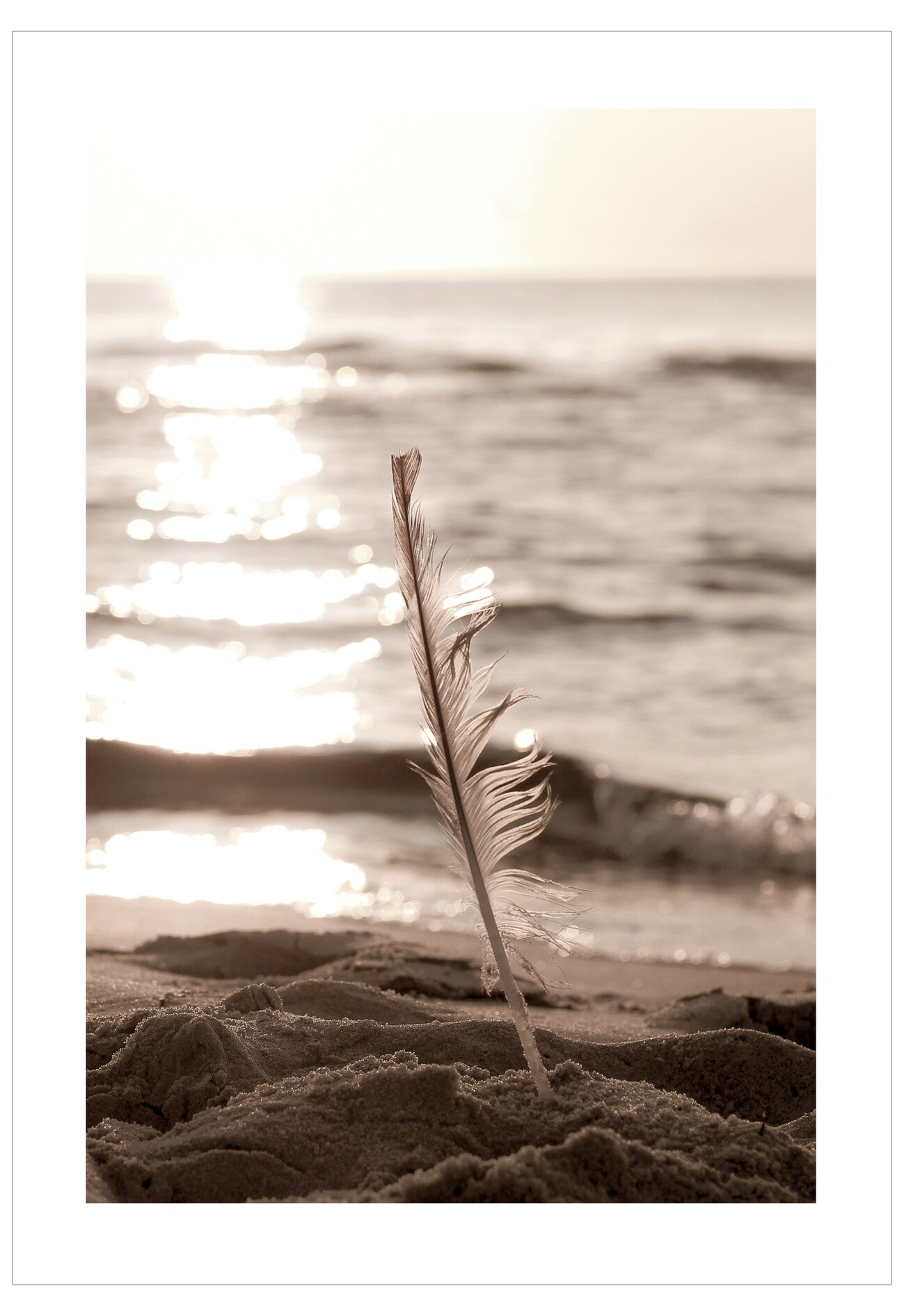 Beach Feather Poster
