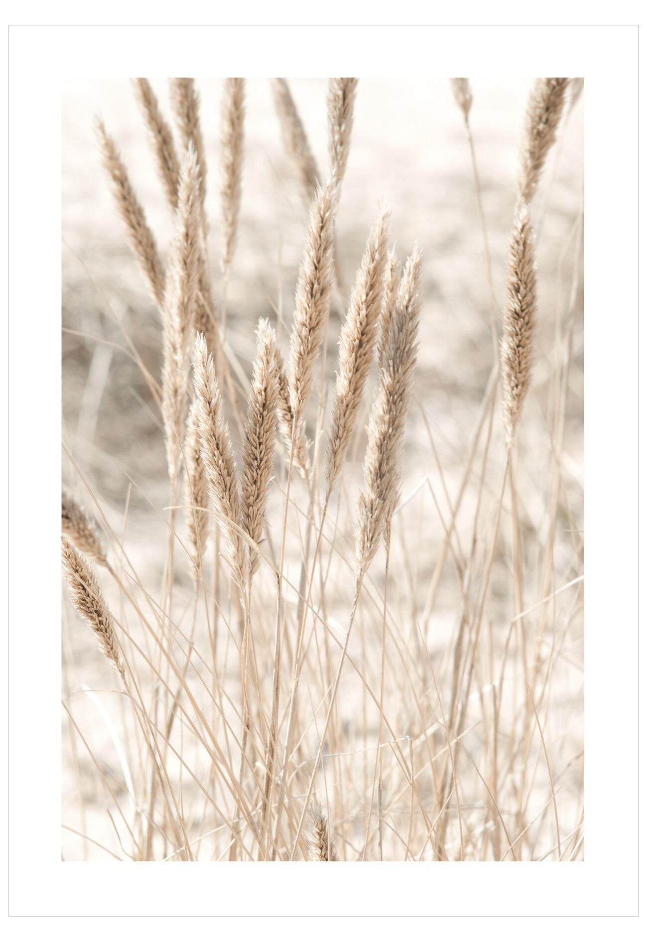 Blurred background of tall grasses with a soft focus effect