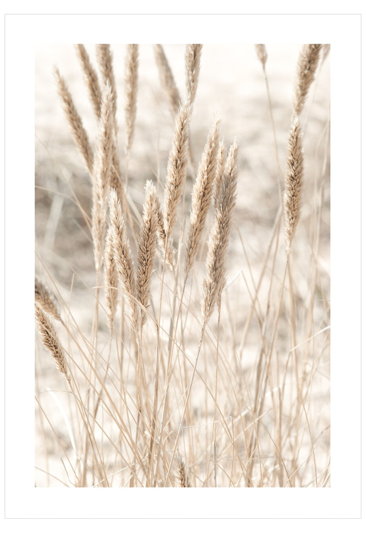 Blurred background of tall grasses with a soft focus effect
