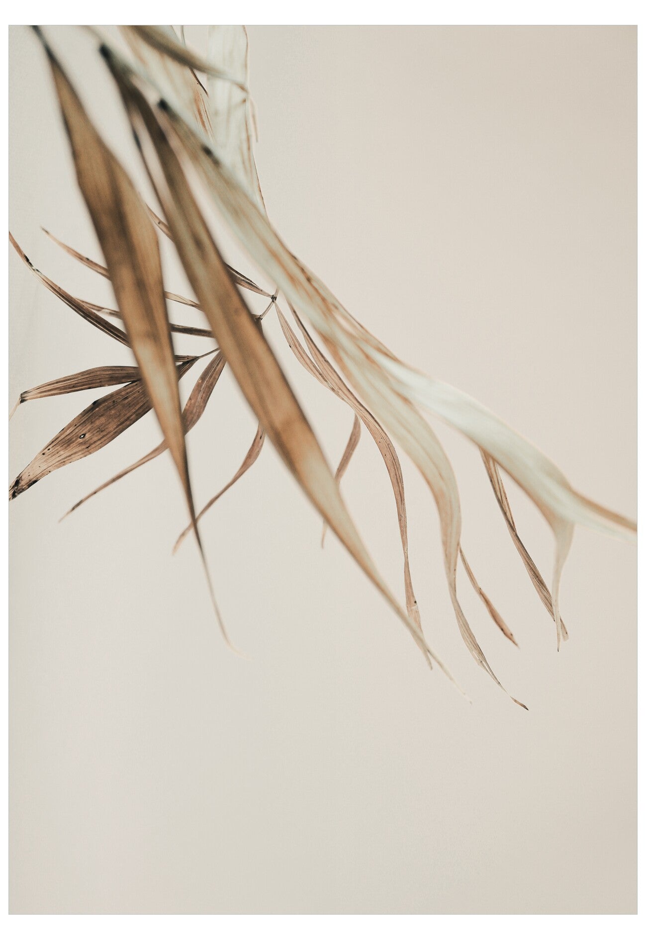 Dried plant leaves on a beige background
