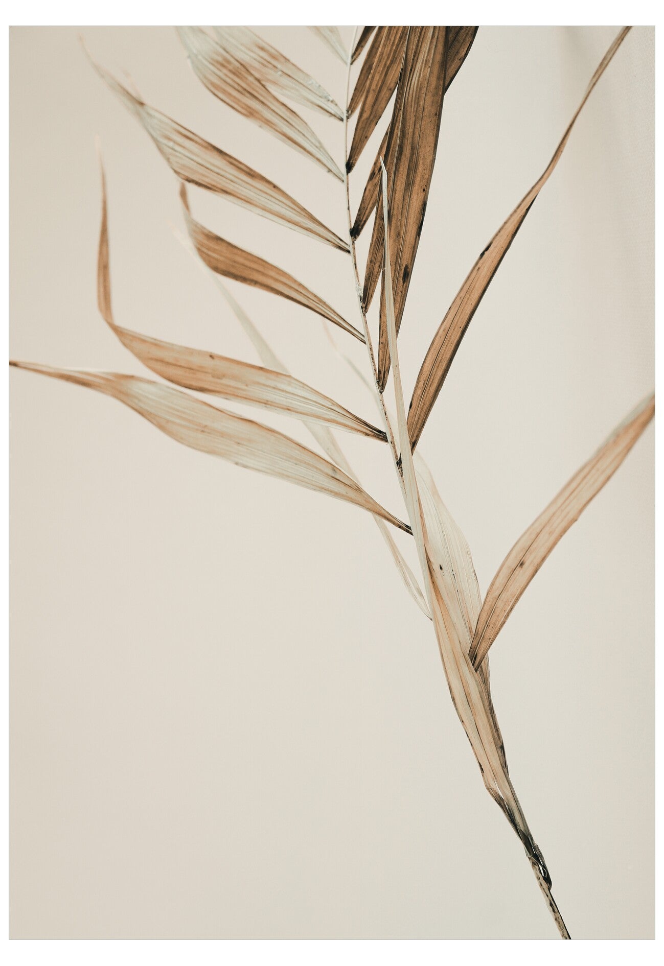 Dried plant leaves on a beige background