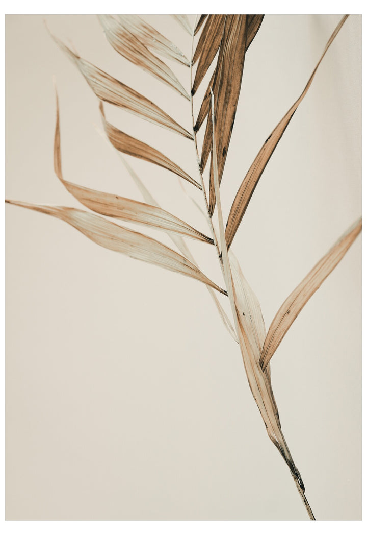 Dried plant leaves on a beige background