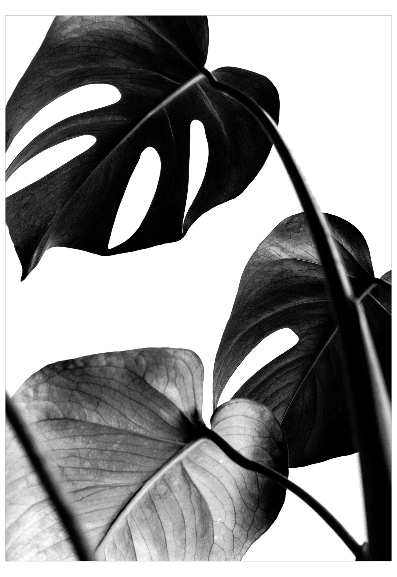 Black and white leaves on a white background