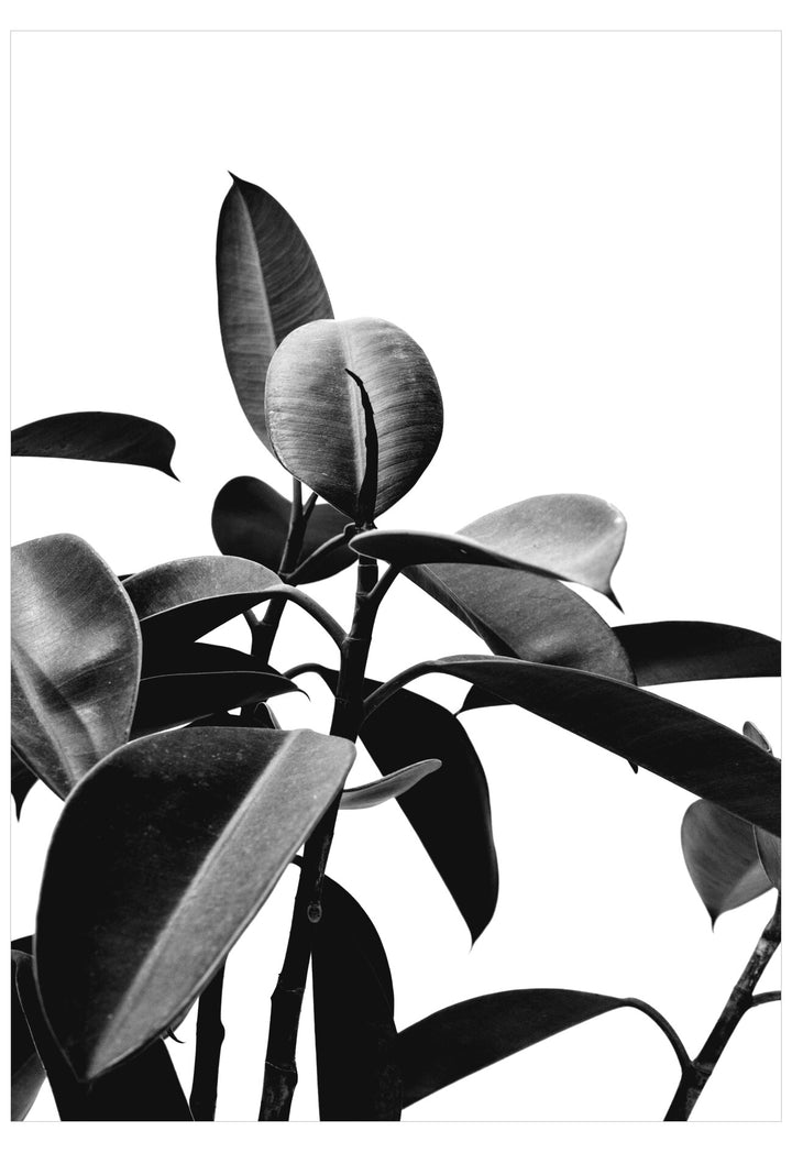 Black and white image of a leafy plant on a white background