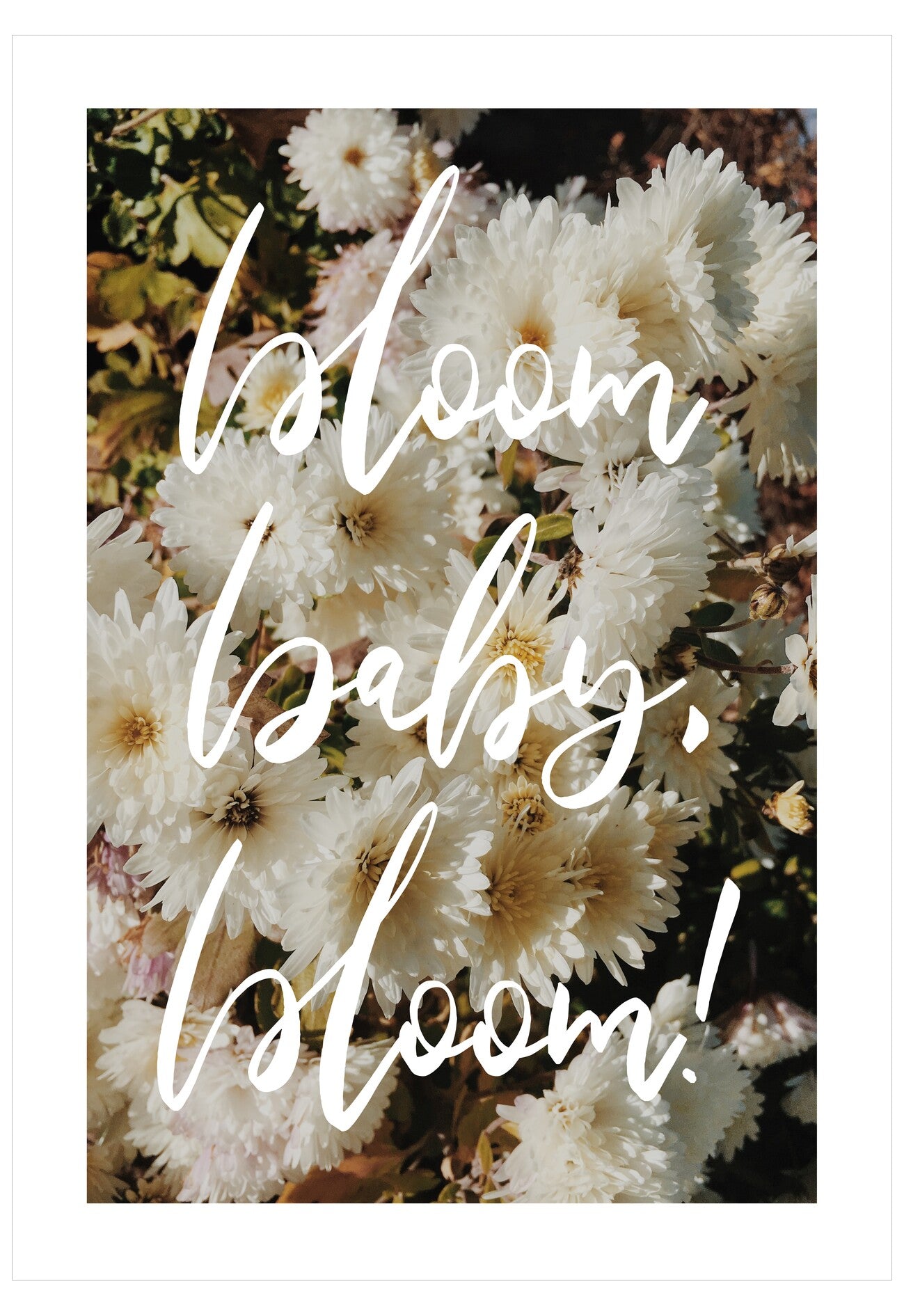White flowers with 'bloom baby, bloom!' text on a white background