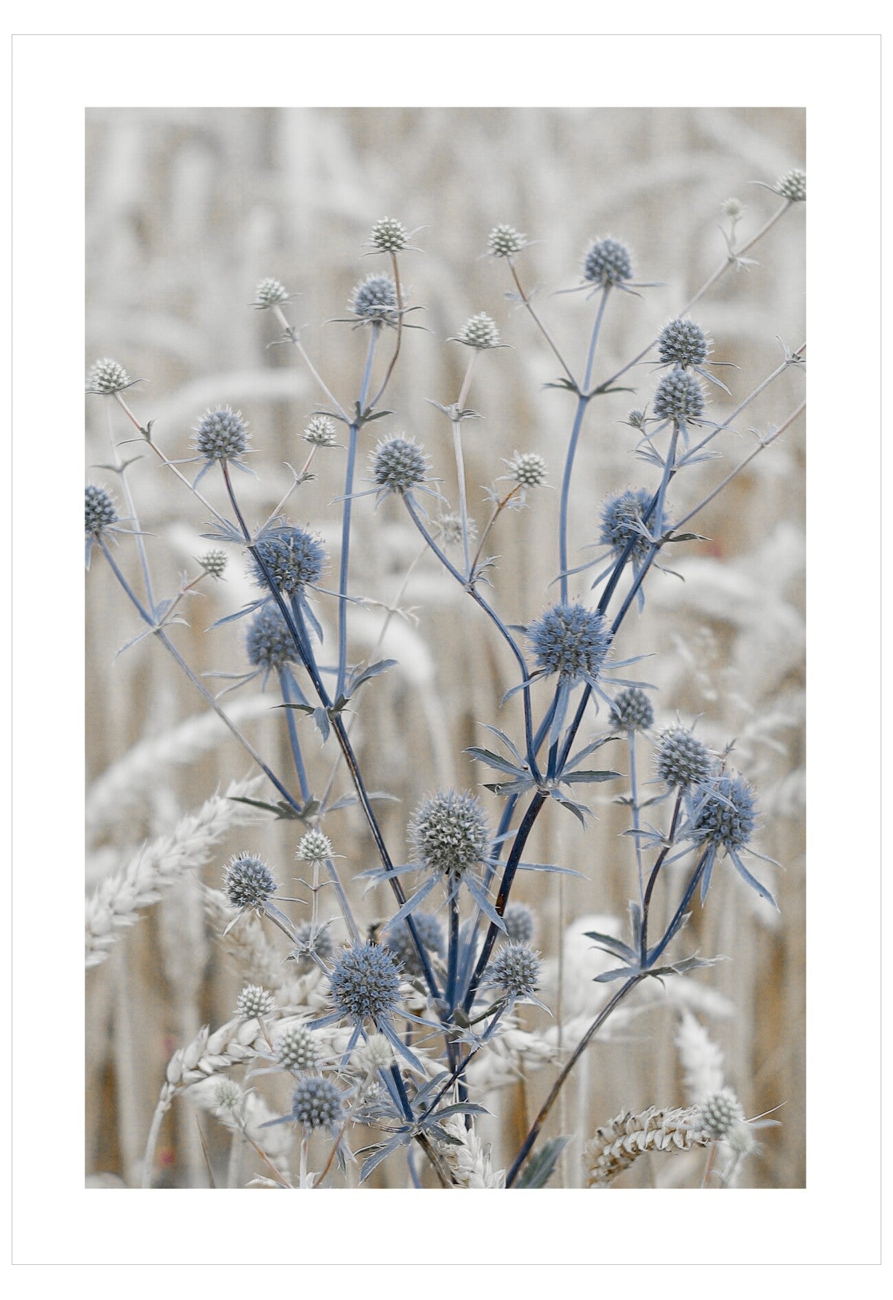 Blue flowers with a white blurred background