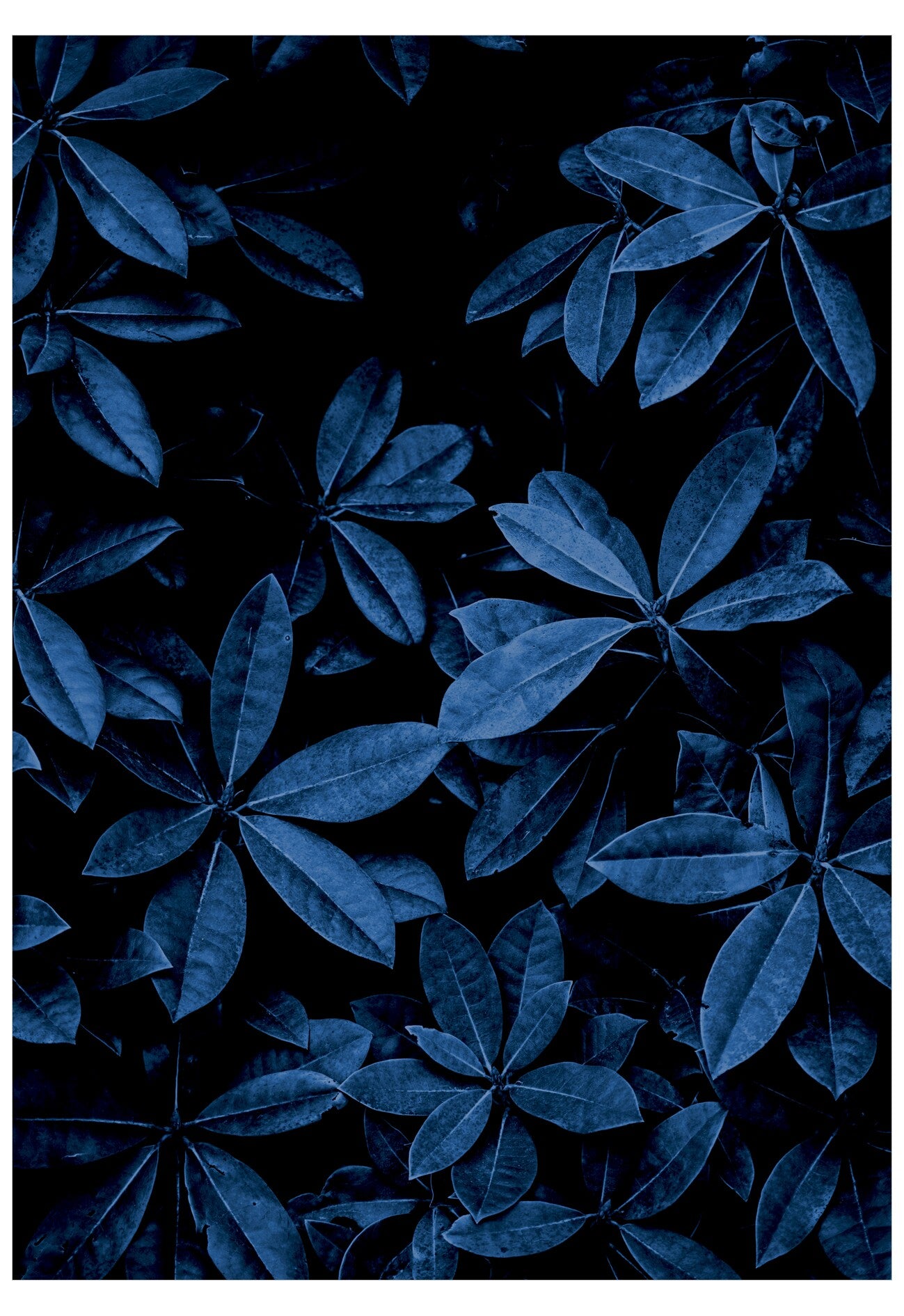 Blue leaves on a black background