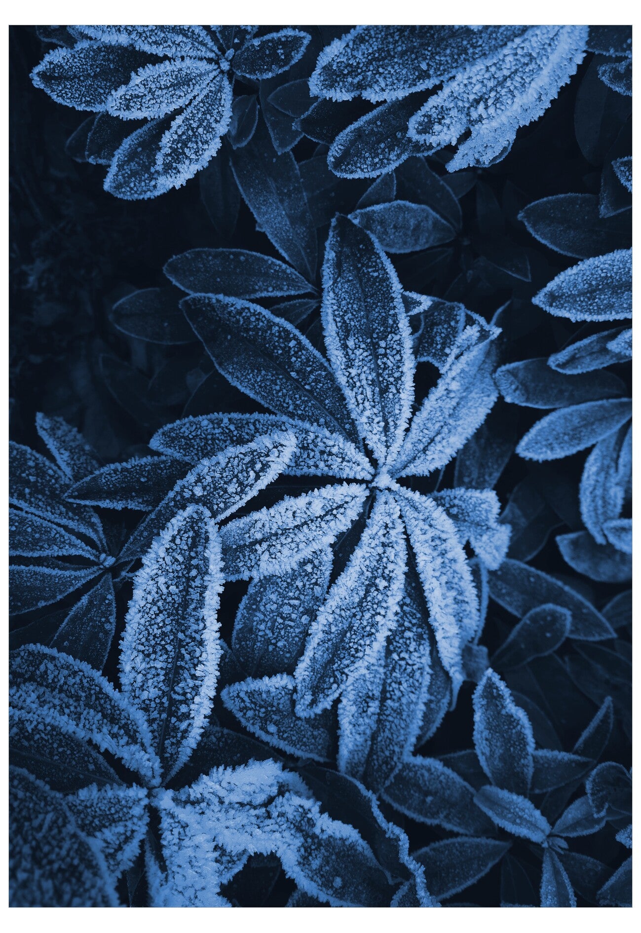 Close-up of blue leaves with a dark background