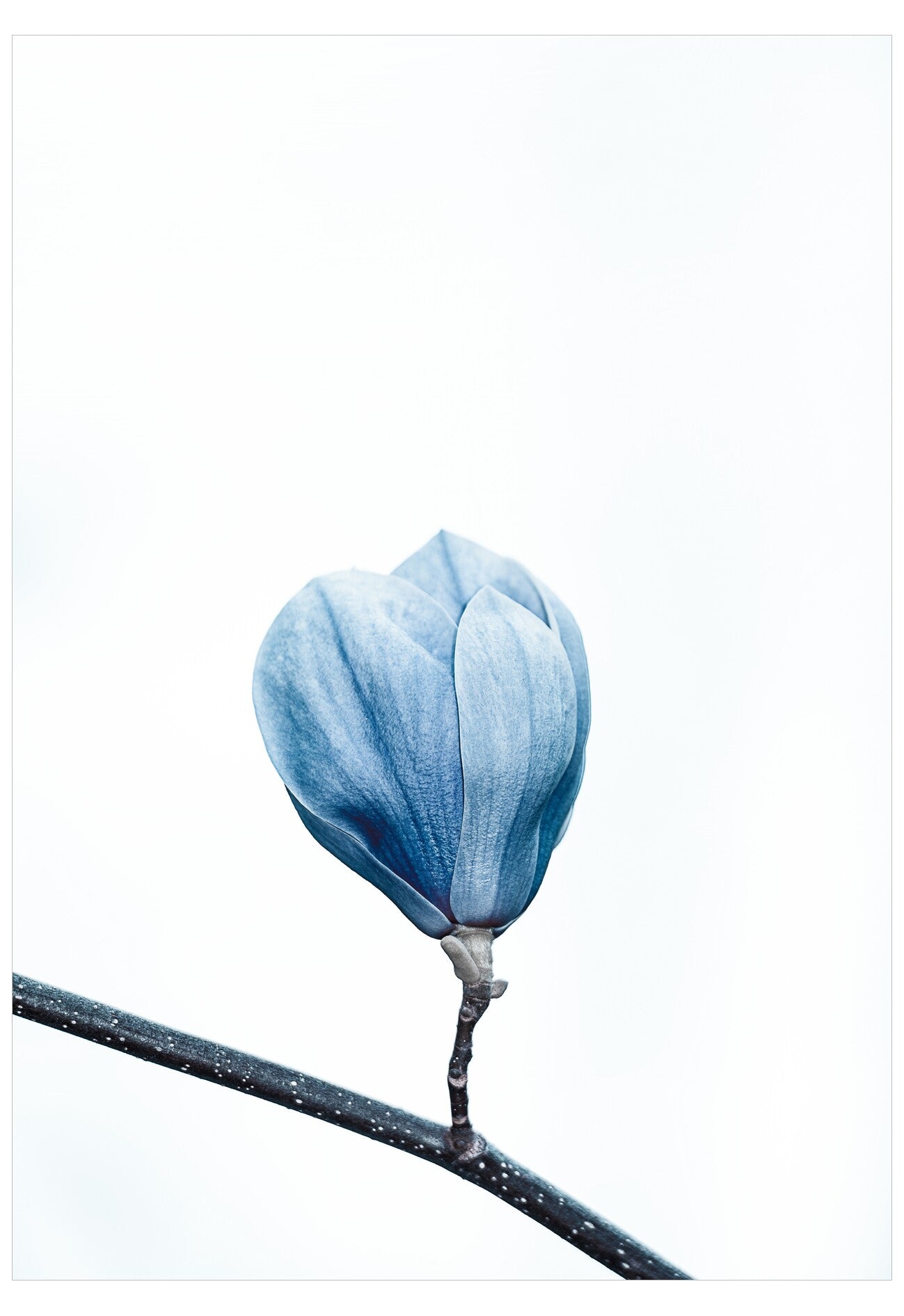Blue flower bud on a branch against a white background