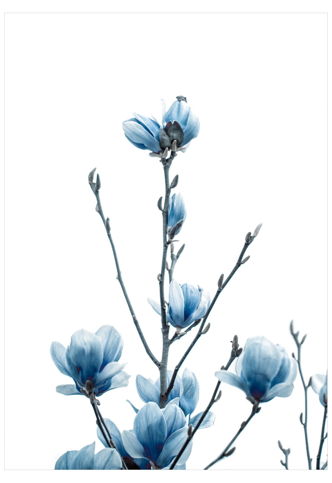 Blue flowers on a white background