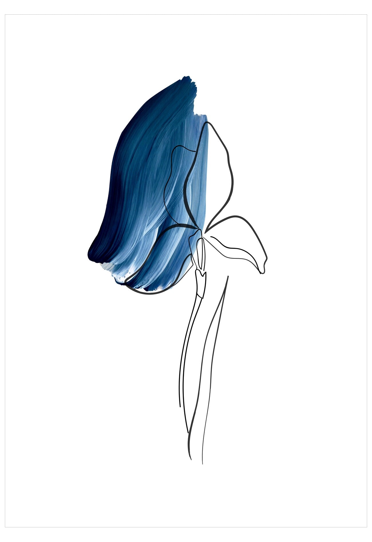 Blue tulip with a white background