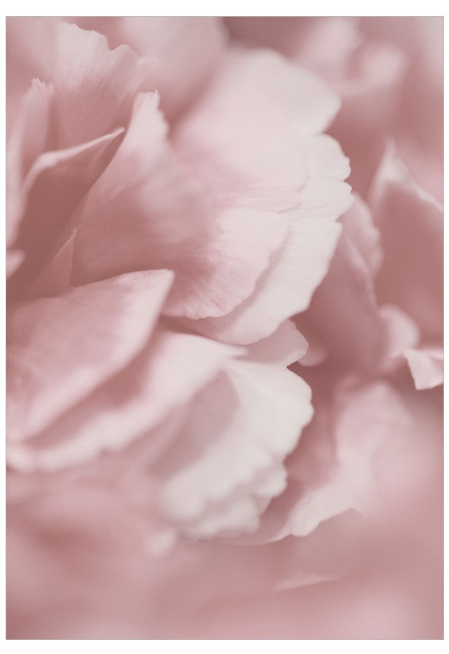 Close-up of a pink peony flower with a soft focus background