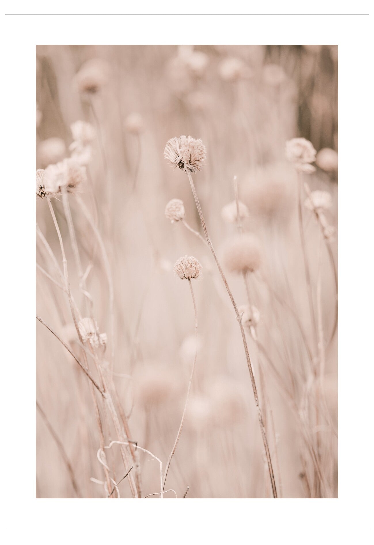 Blurred image of delicate flowers with a soft focus effect