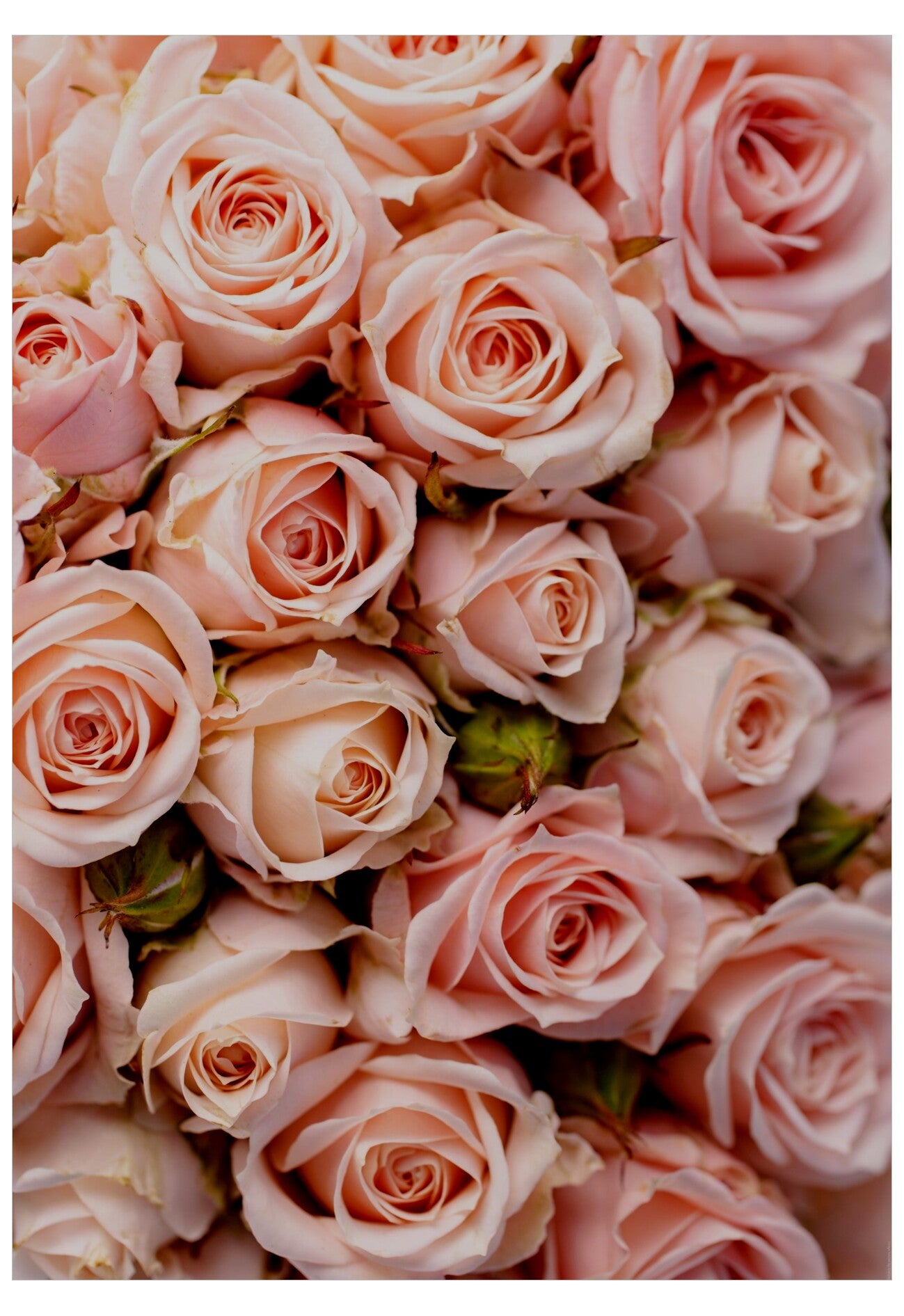 Blurred image of delicate flowers with a soft focus effect