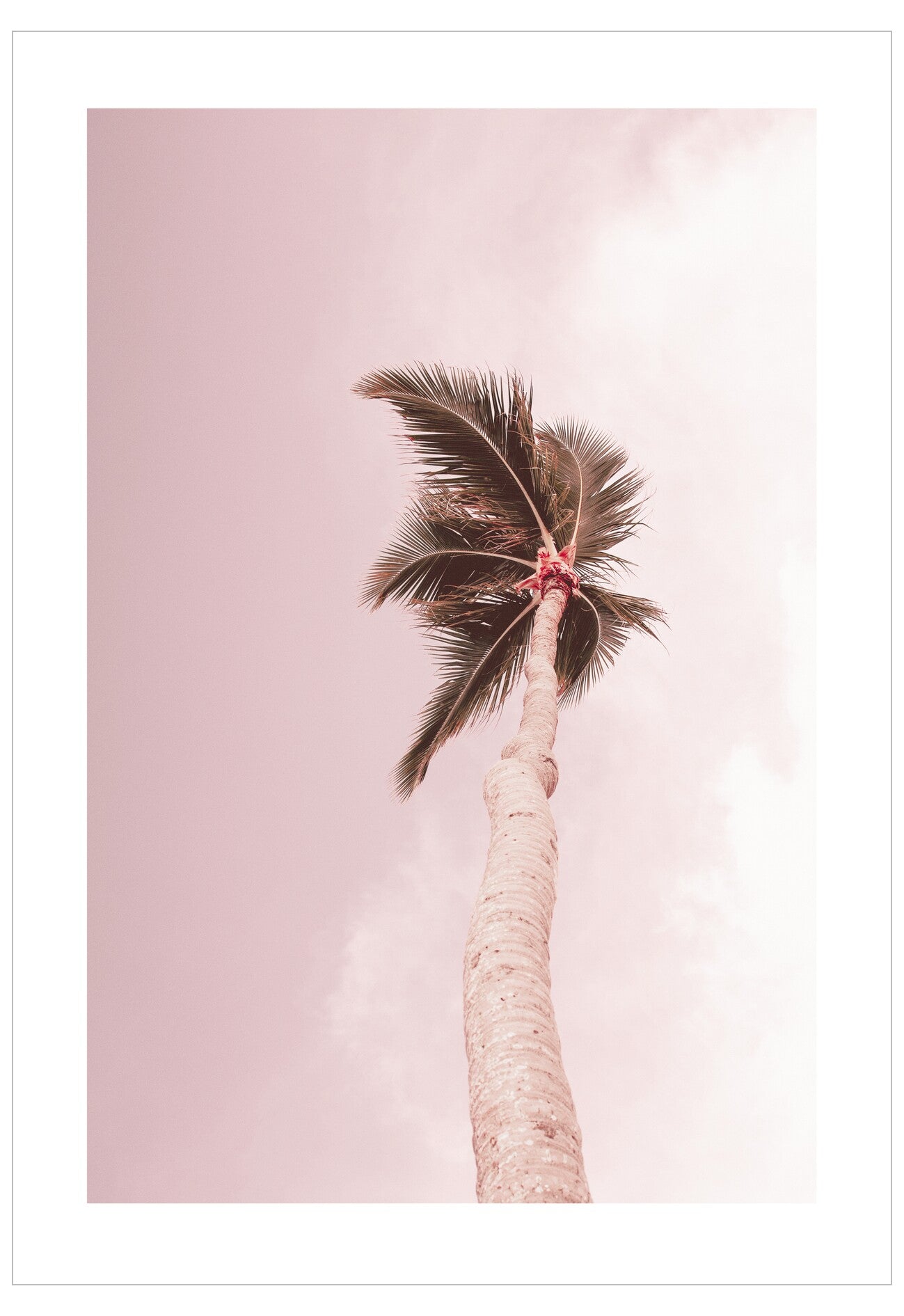 Palm tree with pink sky and clouds