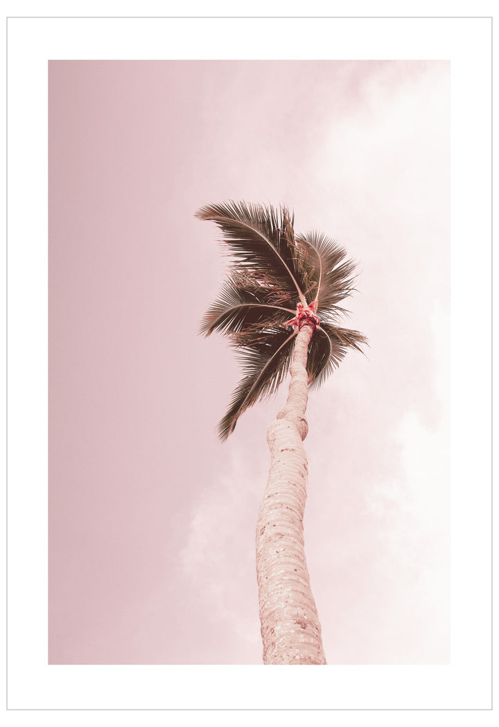 Palm tree with pink sky and clouds