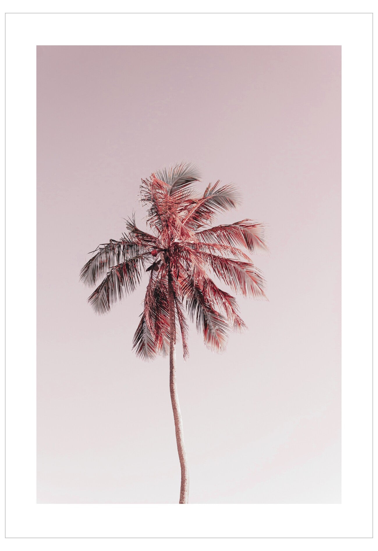 Palm tree with pink leaves on a light pink background