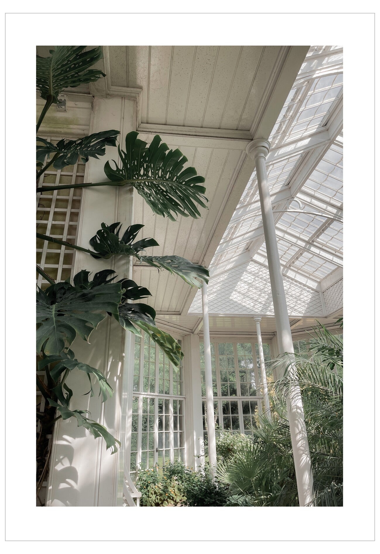 Green plants inside a large greenhouse with white roof and walls.