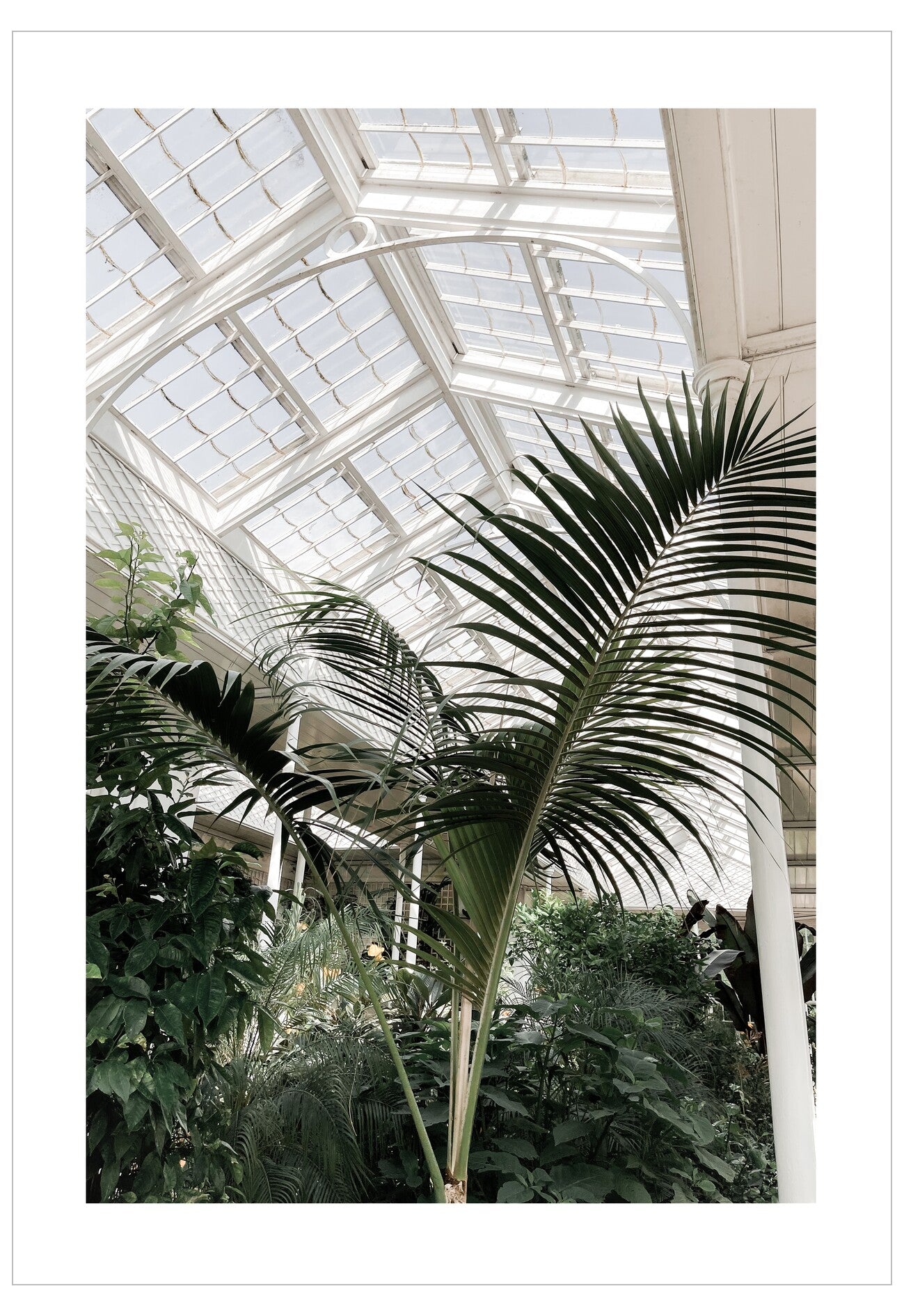 Green plants inside a conservatory with a glass roof
