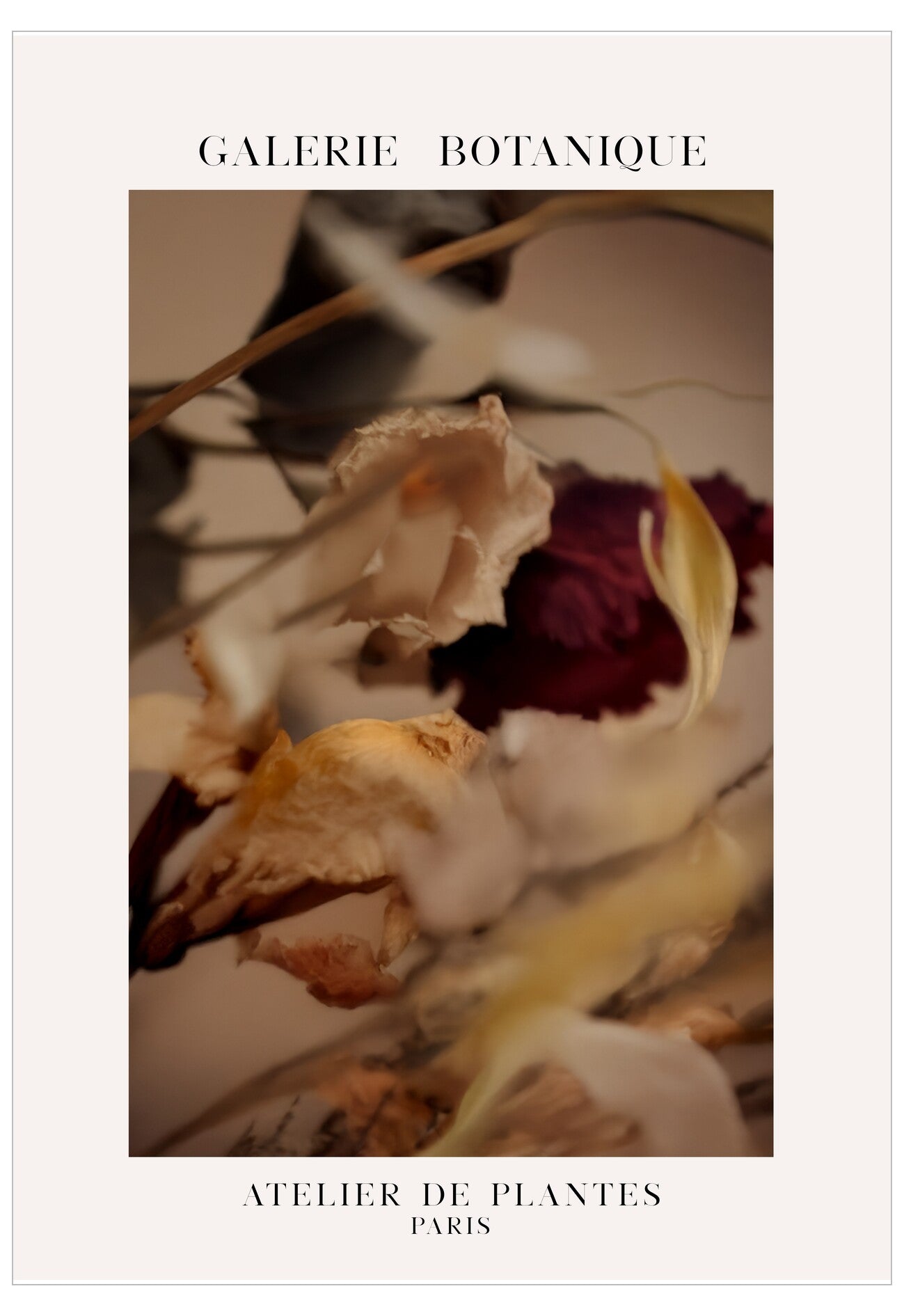 Dried flowers and leaves on a textured surface with 'Galerie Botanique' branding.