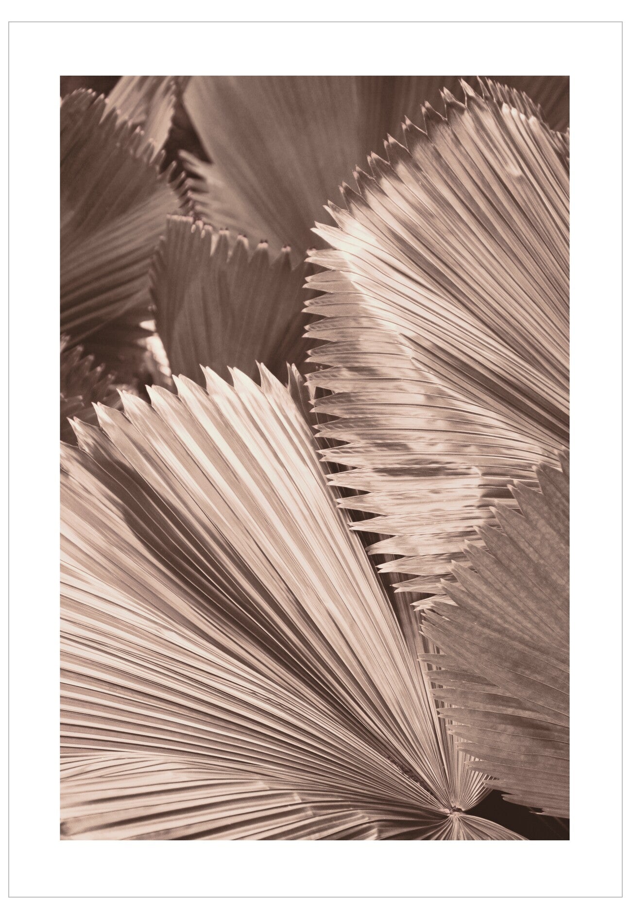 Close-up of palm leaves in sepia tones on a white background
