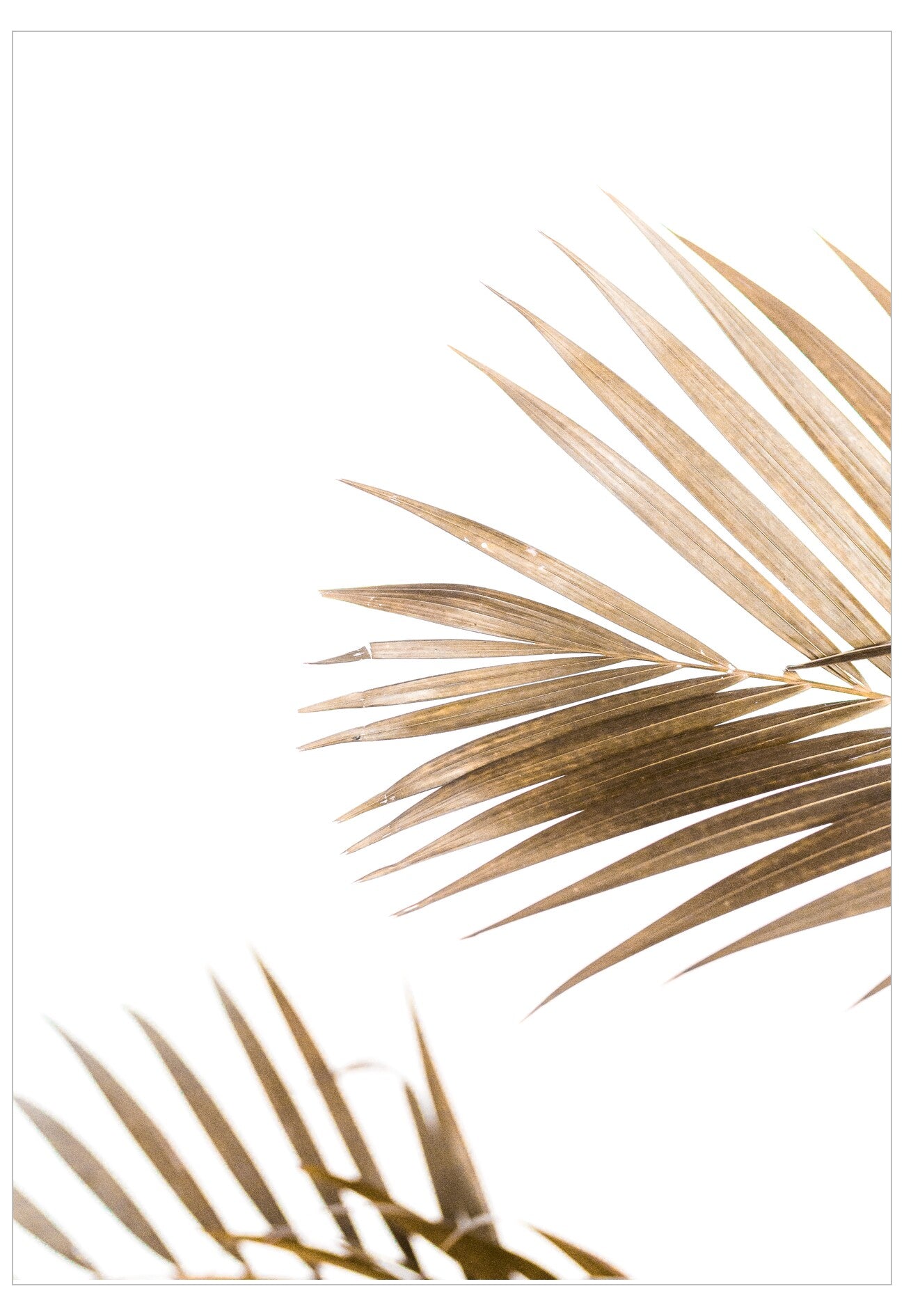 Palm leaf on a white background