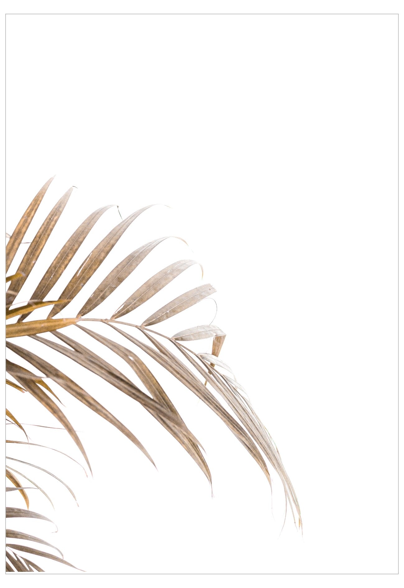 Palm leaf on a white background