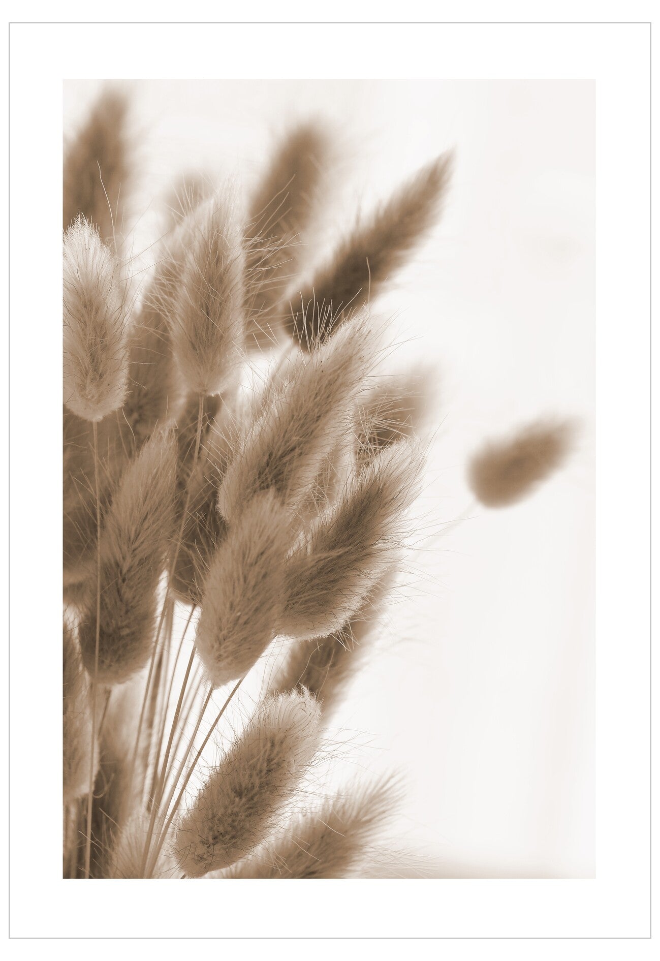 Sepia-toned image of dried grasses against a soft, blurred background