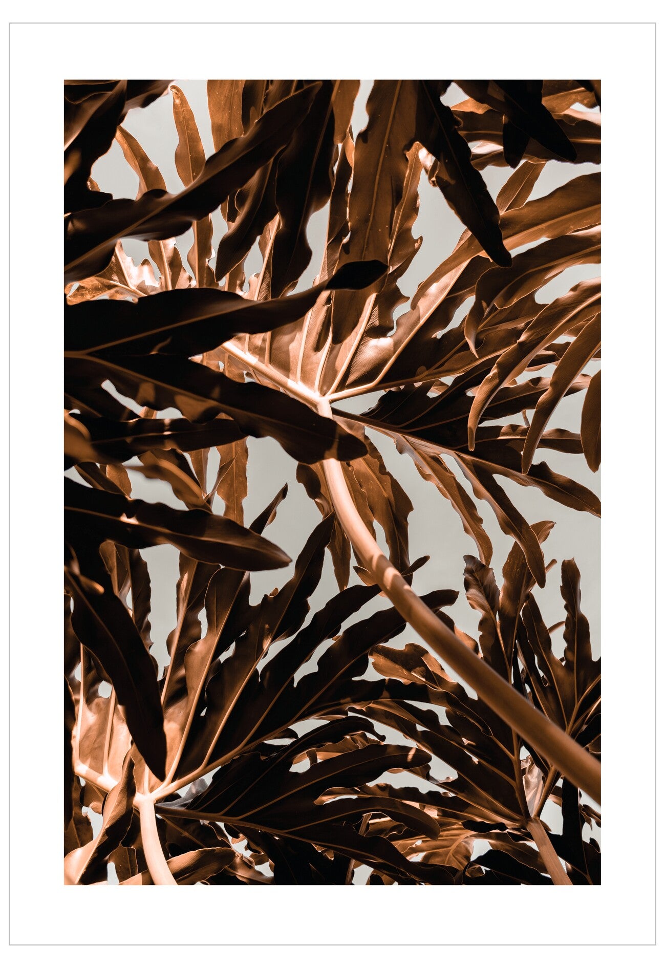 Close-up of dried palm leaves with a neutral background