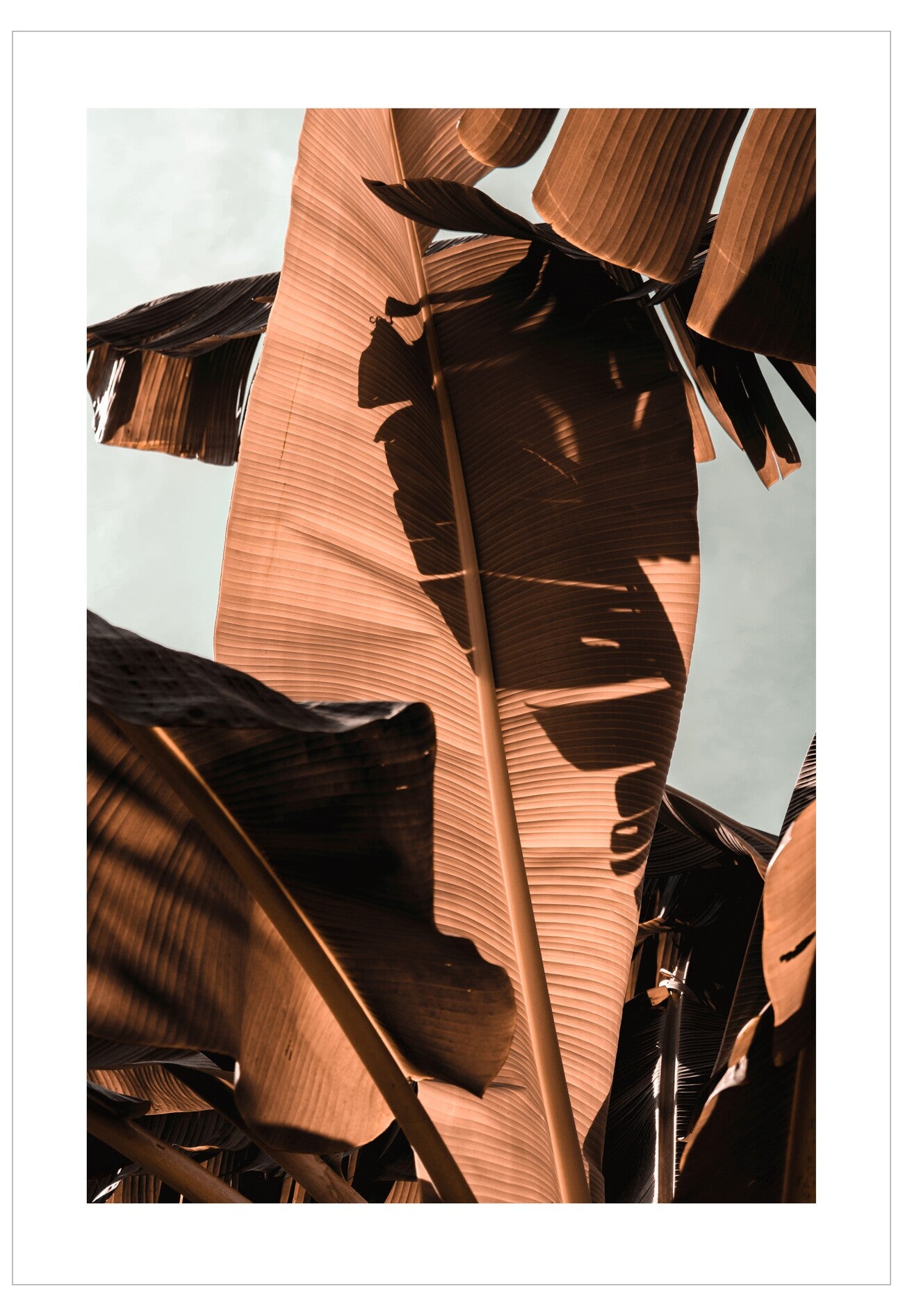 Close-up of large banana leaves with a neutral background