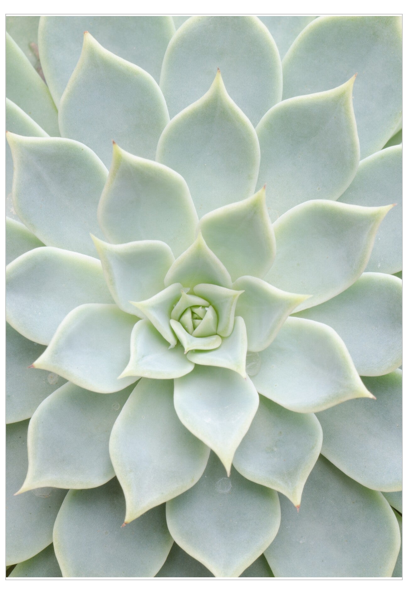Close-up of a succulent plant with light green leaves.