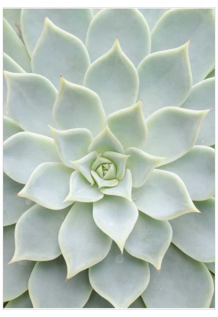 Close-up of a succulent plant with light green leaves.