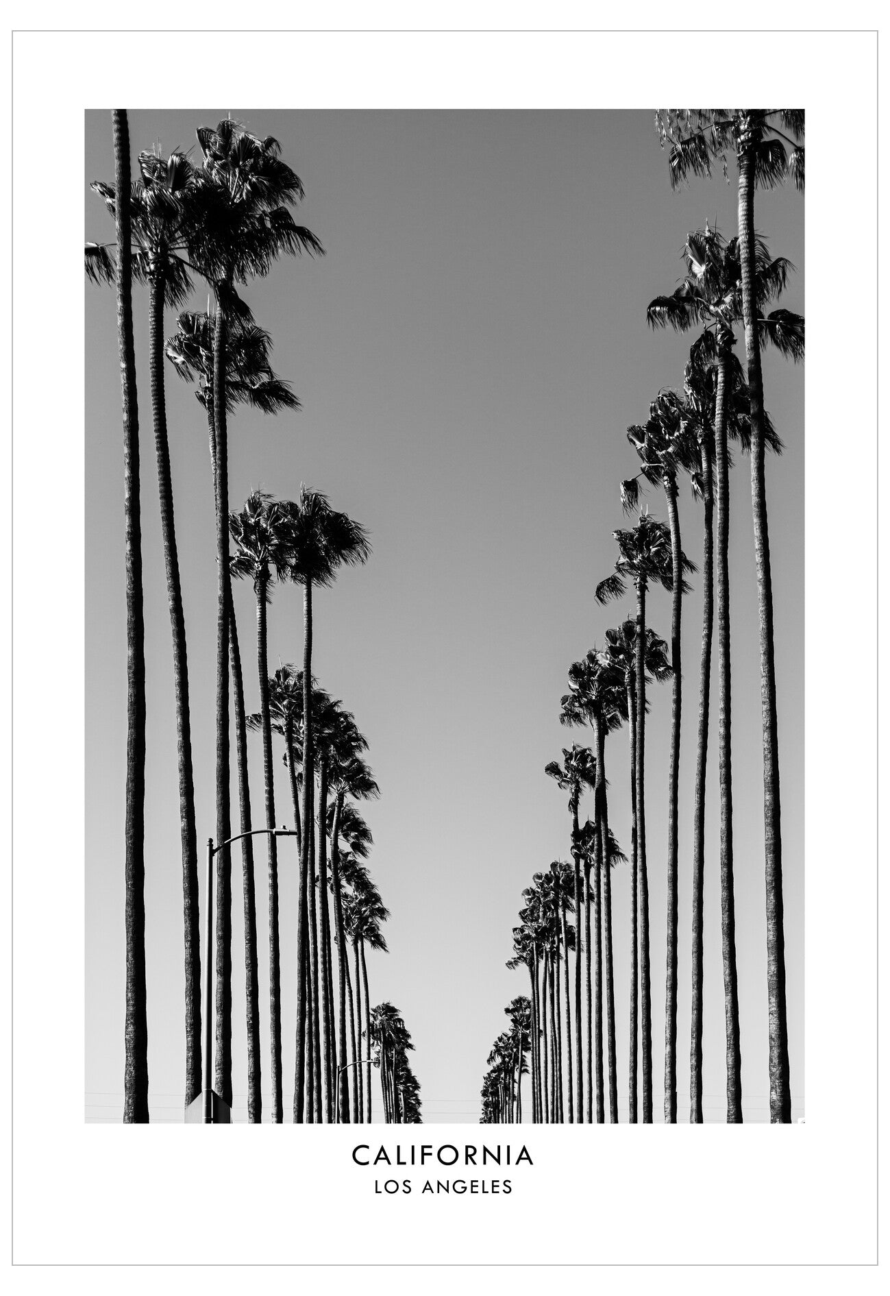 Black and white photo of palm trees against a clear sky with 'California Los Angeles' text at the bottom.