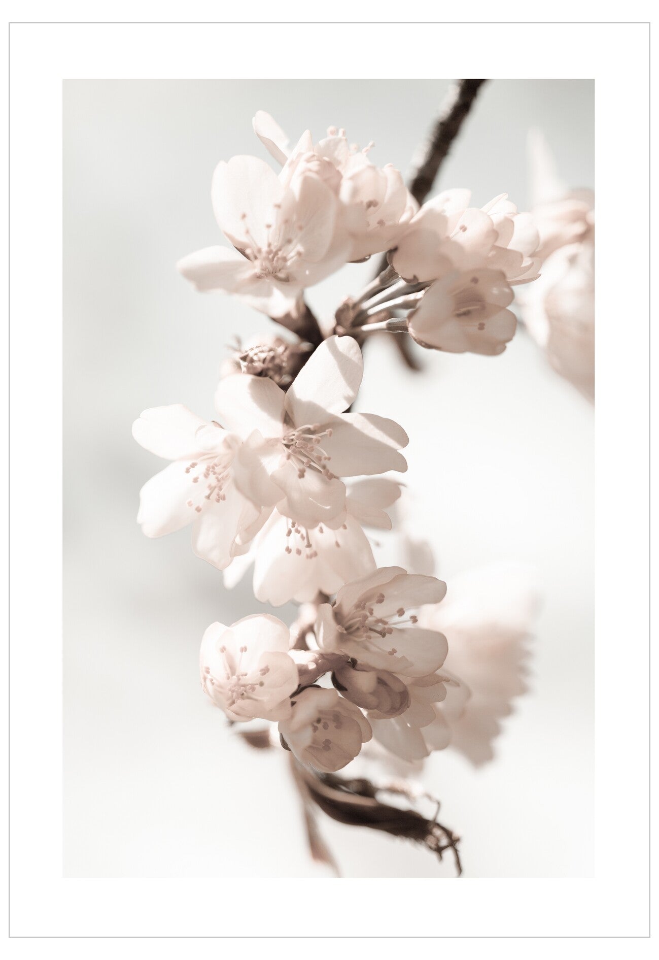 Close-up of delicate pink flowers on a light background