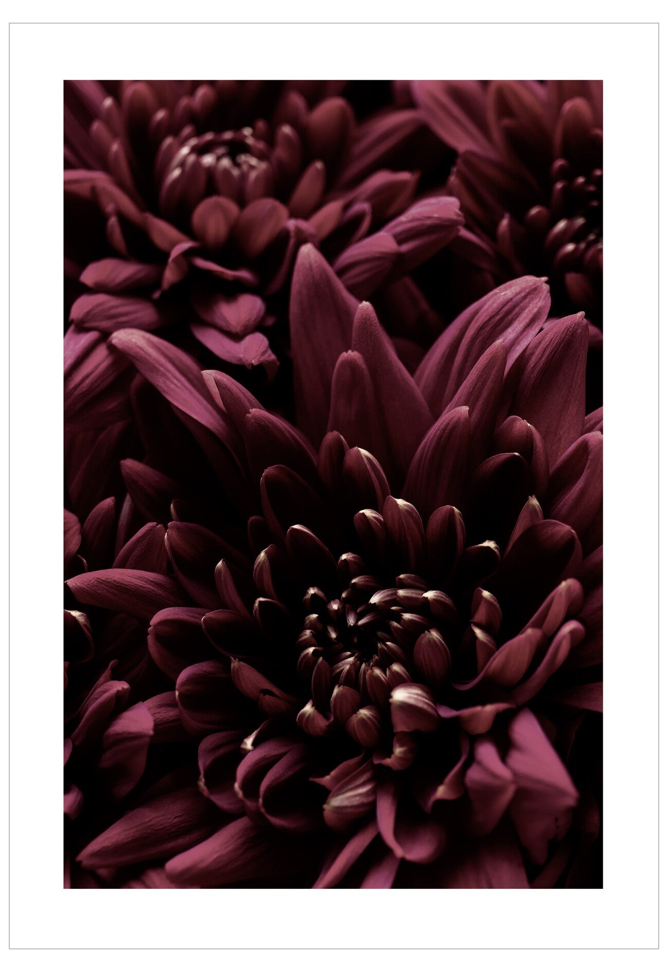 Close-up of dark purple flowers with a white border