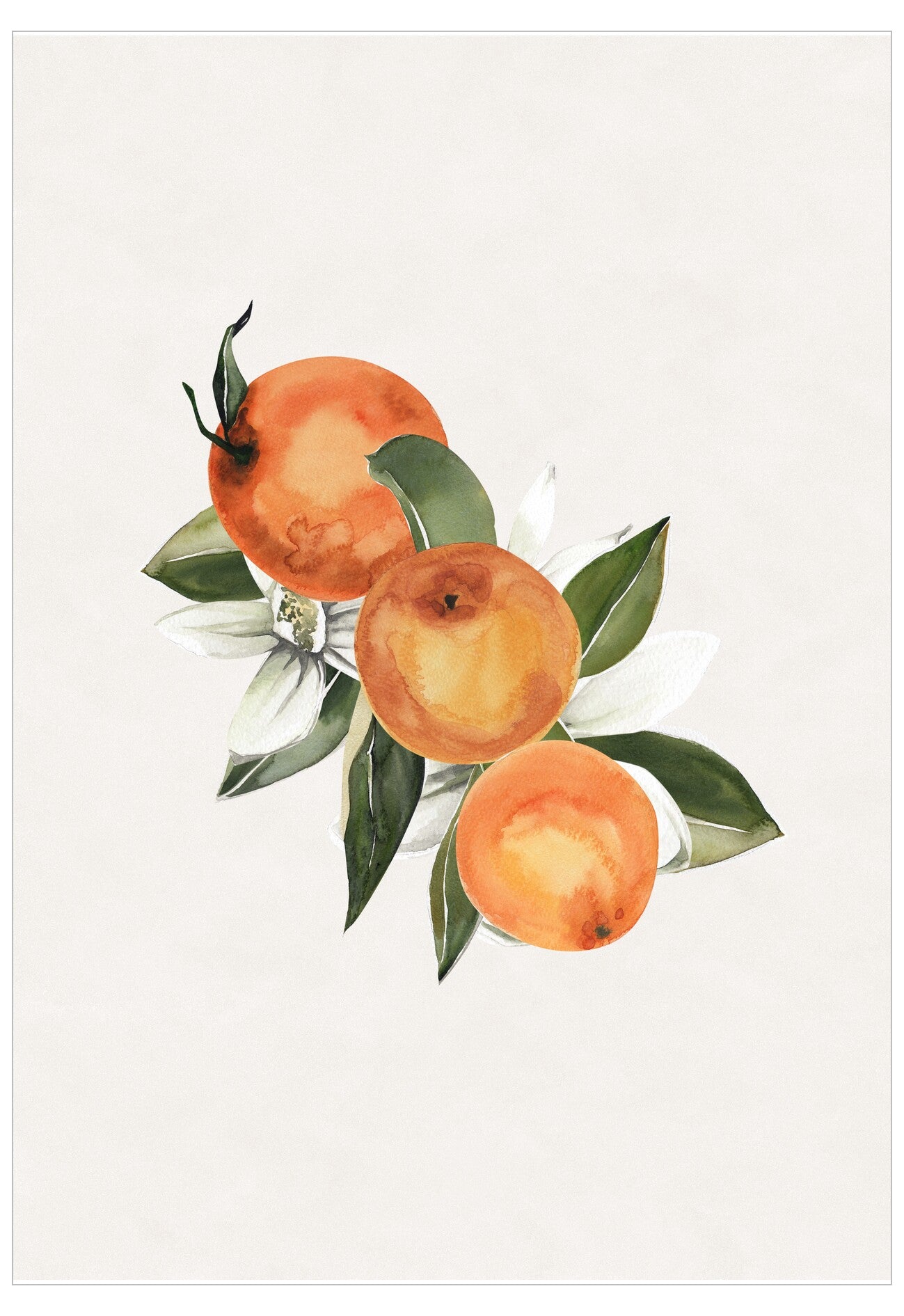 Illustration of three oranges with green leaves on a light background