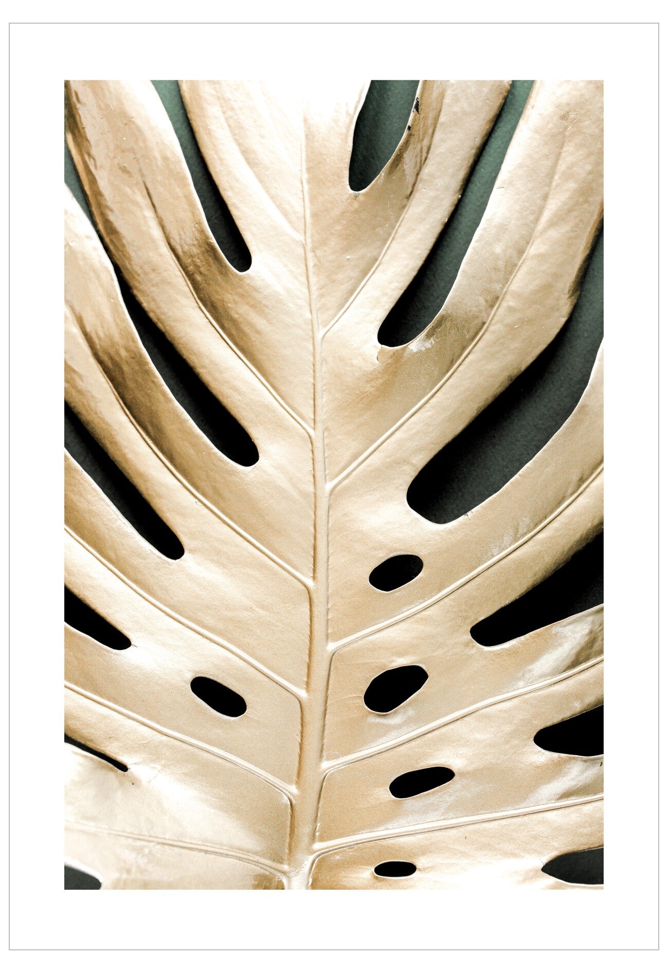 Close-up of a leaf with a white background