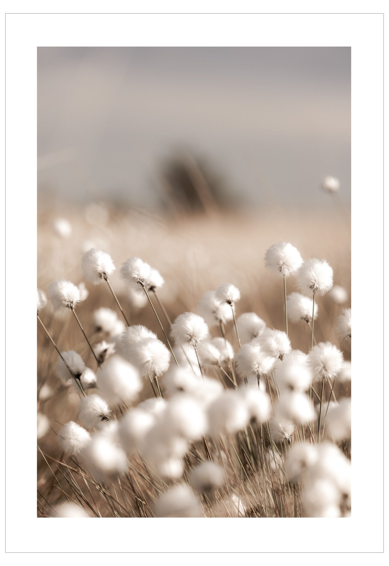 Close-up of white flowers with a blurred background