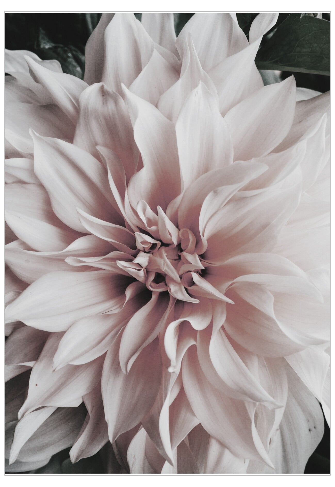 Close-up of a pink flower with a soft focus background