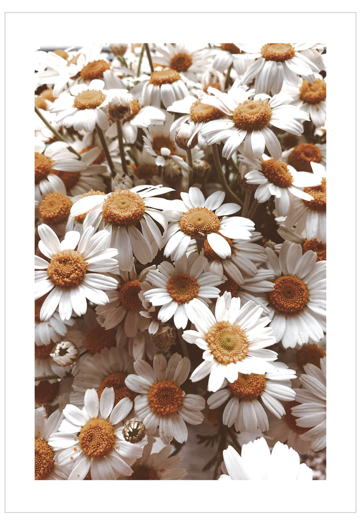 Close-up of white and orange flowers with a blurred background