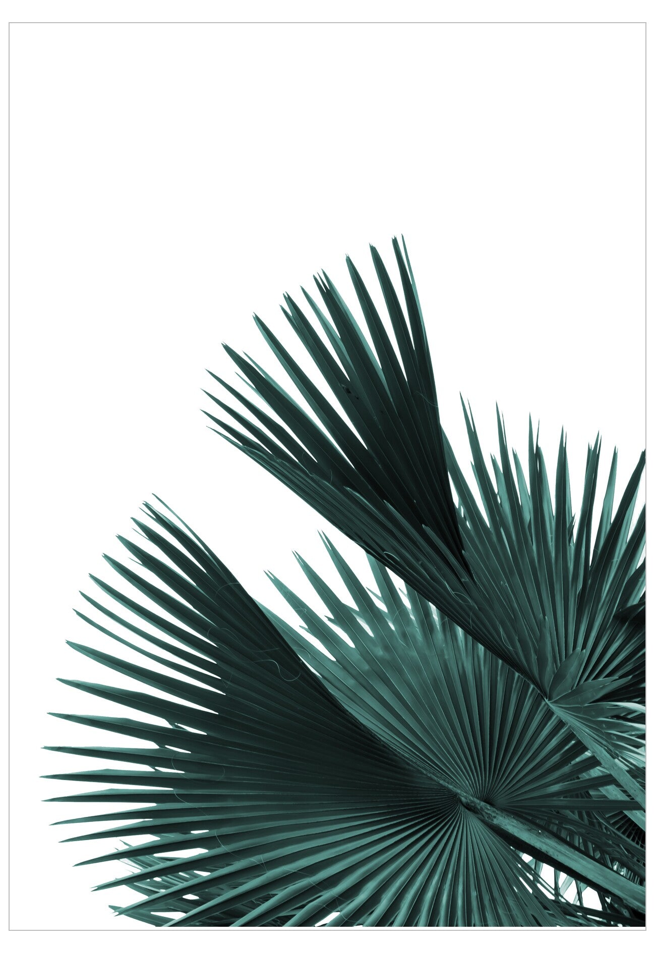 Close-up of palm leaves on a white background